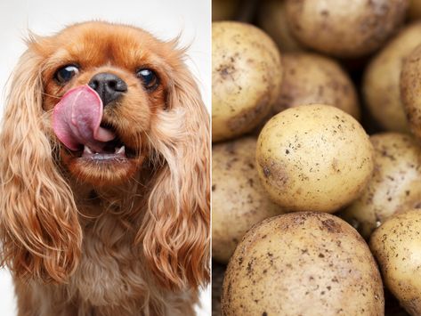 Can Dogs Eat Potatoes? Easy Dog House, Funny Dog Toys, Potato Dog, Cool Dog Houses, Raw Potato, Shepherd Dog Breeds, Beaded Dog Collar, Dog Grooming Business, Sick Dog