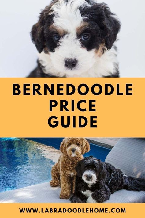 Pure Breed Dogs, Designer Dogs Breeds, Getting A Dog, Bernedoodle Puppies, Mini Bernedoodle, Bernedoodle Puppy, Designer Dogs, Hybrid Dogs, Cute Teddy