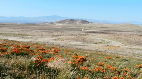 Antelope Valley Poppy Reserve, Antelope Valley, Pixel Art Landscape, Bible Images, Country Church, Nature Gif, Aesthetic Gif, Video Background, Aesthetic Vintage