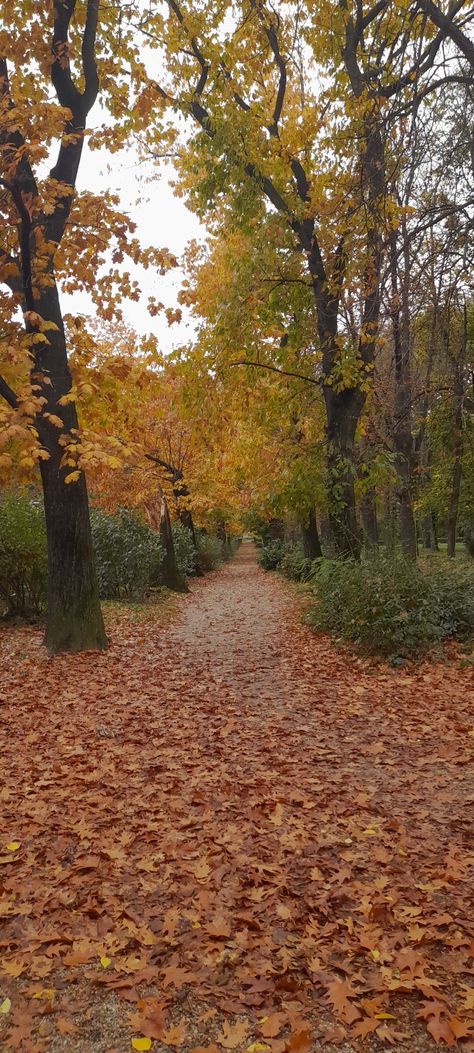 Autumn walks through the nature Walking Nature Aesthetic, Winter Walks Aesthetic, Autumn Walk Aesthetic, Walking Asethic, Nature Walks Aesthetic, Seasonal Blues, Ted Tonks, Walks In Nature, Fall Walk