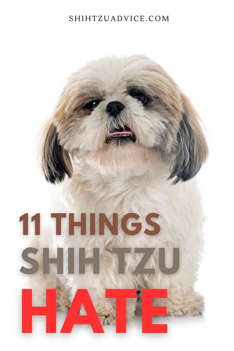 #shihtzu #dogsofinstagram #shihtzusofinstagram #shihtzulovers #dog #puppy #dogs #shihtzulove #shihtzupuppy #pet #doglover #doglovers #doglife #puppylove #instadog #dogstagram #shihtzugram #shihtzubrasil #shihtzus #puppiesofinstagram #dogoftheday #poodle #cute #pets #shihtzulover Shitzu Haircuts Boy Short, Shih Tzu Facts, Cute Shih Tzu Haircuts, Haircuts For Shih Tzu, Short Hair Shih Tzu Haircuts, Shaved Shih Tzu, Shih Tzu Male Haircuts, How To Cut My Shitzu Hair, Mini Shih Tzu