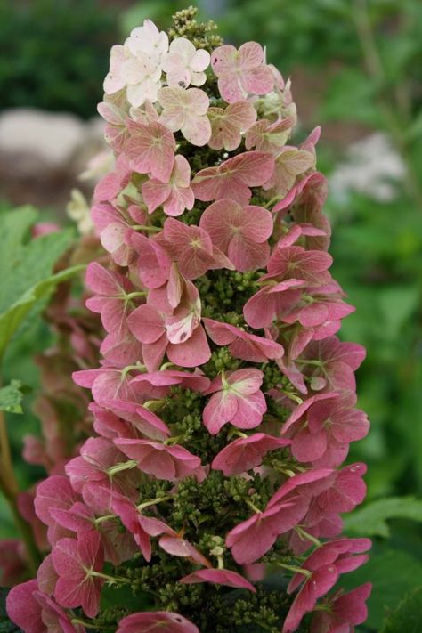 Jetstream Hydrangea Hydrangea Picture, Compost Container, Types Of Hydrangeas, Hydrangea Quercifolia, Panicle Hydrangea, Oakleaf Hydrangea, Gardening Design, Hydrangea Care, Growing Hydrangeas