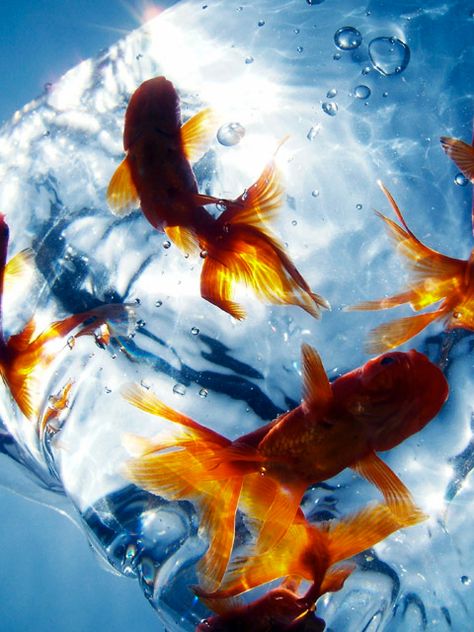 <>< goldfish Goldfish Swimming, Golden Fish, Gold Fish, Beautiful Fish, Koi Fish, Goldfish, Aesthetic Photography, Sea Creatures, Koi