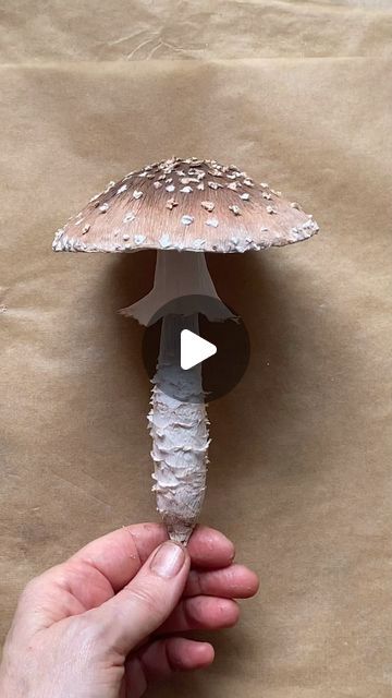 Natasha on Instagram: "Make a Amanita pantherina mushroom with me..  1: make cap and paint 2: add “veil tissue”remnants to top painted surface(the paper dots) 3: select stem length 4:wrap in paper 5: add veil and stem details 6: added inspo photo from client.   📹: handmade paper amanita pantherina from Italian crepe paper.  #bellapaperplants #bellapaperflora #papermushrooms #mushroomsculpture #handmademushroom #madefrompaper #paperaddict #amanitamushroom #mushroom #amanitapantherina #panthercap #poisonousmushrooms #naturelovers #natureartists #forest #fungi #dandenongrangesartist #yarrarangesartist" Crepe Paper Mushrooms, How To Make Paper Mushrooms, Veiled Mushroom, Paper Mushrooms Diy, Paper Mache Mushroom, Mushroom Diy, Amanita Mushroom, Poisonous Mushrooms, Christmas Woodland