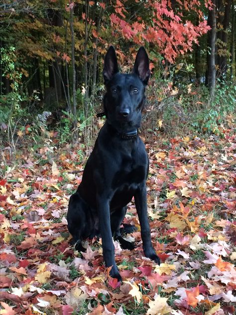 Black Belgian Malinois against the colors of fall Black Belgian Malinois, Berger Malinois, First Puppy, Belgian Malinois Puppies, Belgium Malinois, Black Pitbull, Malinois Puppies, Belgian Malinois Dog, Malinois Dog