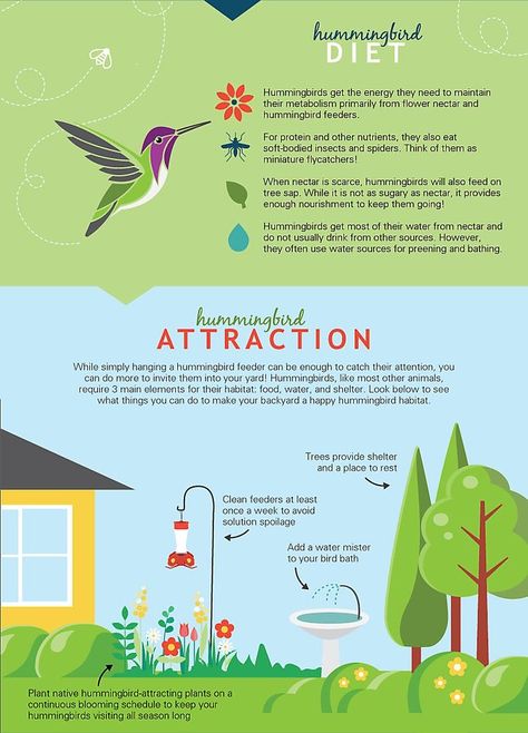 Hummingbird Migration, Bottle Bird Feeder, Backyard Birds Watching, Hummingbird Food, Hummingbird Nectar, Types Of Birds, Hummingbird Plants, Improve Your Memory, Food Types