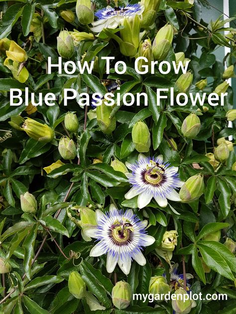 Climbing Passion Flower, Passion Flower Vine, Maypop Passion Flower, Evergreen Climbing Plants, Passion Fruit Plant, Bluecrown Passionflower, Passiflora Alata, Passiflora Trifasciata, Passion Fruit Flower