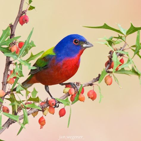 Bird Whisperer on Instagram: “• Painted Bunting • My first ever photo of a Painted Bunting. Such an exciting bird to see for me! Amazing colours. He didn’t stay on the…” Bunting Bird, Earth Photography, Painted Bunting, Visit Texas, Birds Nature, Photography Lenses, Beautiful Bird, Pretty Birds, Photography Wallpaper