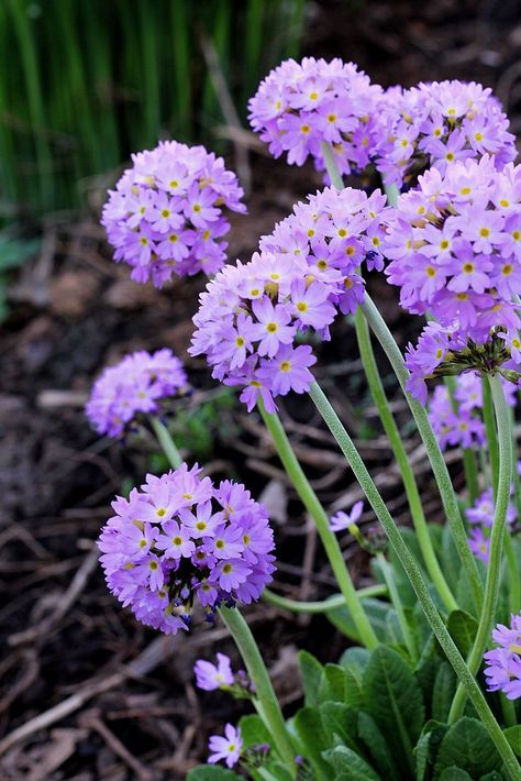 Primula Denticulata, Shade Loving Flowers, Sleeve Tattoos For Women, Shade Garden, Rock Garden, How To Grow, Spring Floral, Amazing Gardens, Perennials