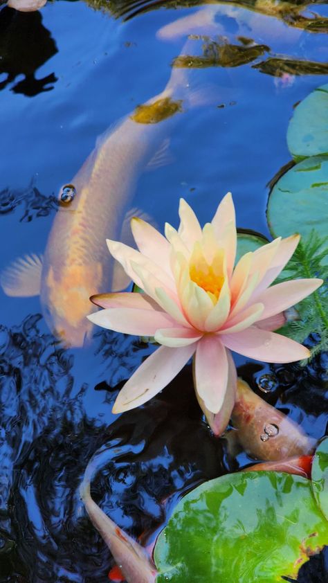 Koi Fish Pond Photography, Lily Pads Photography, Water Lilies Wallpaper, Koi Fish And Lily Pads, Fish Are Friends Not Food, Watercolour Painting Ideas, White Flowers Garden, Goldfish Pond, Lily Wallpaper