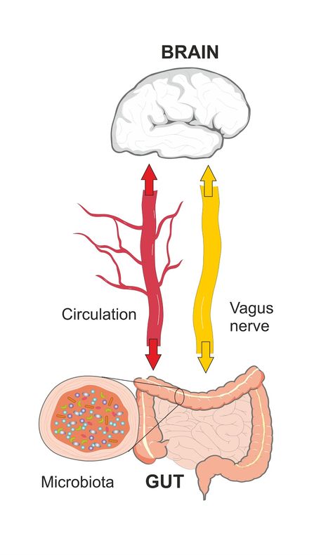 Your Gut-Brain Connection Explained Nervus Vagus, Enteric Nervous System, Gastric Problem, Brain Connections, Gut Brain, Health Fitness Inspiration, Women Health Care, Gut Microbiota, Nerve Pain Relief