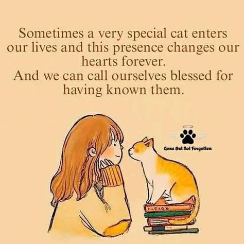 Gato Angel, I Miss My Cat, Simons Cat, Cat Facts, Cat Quotes, Cute Cats And Kittens, Cat Care, Cats Meow, Crazy Cat Lady