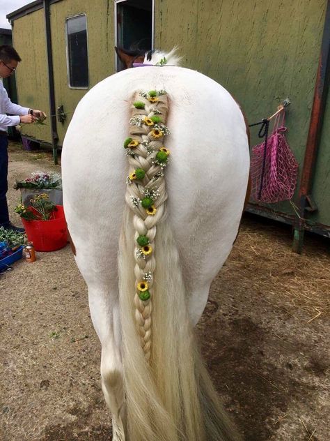 Show Braids Horse, Tail Braids Horse, Braided Horse Mane, Horse Hairstyles Tutorial, Horse Tail Braid Ideas, Braiding Horse Manes, Horse Hairstyles Ideas, Horse Braiding Ideas, Braids For Horses