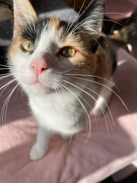 cute calico cat calico kitten cute calico kitten cute cat cute kitten mango the cat Calico Cat Shorthair, Calico Cat Pfp, Therian Types, Kitten Calico, Cute Calico Cat, Cat Calico, Calico Cats, Kitten Cute, Calico Kitten