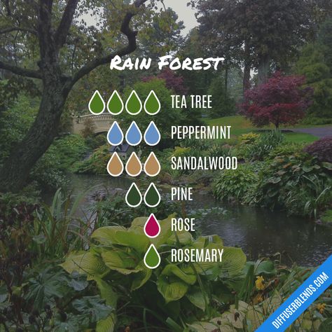 Rain Forest — Essential Oil Diffuser Blend Coriander Essential Oil, Lilin Aroma, Essential Oil Diffuser Blends Recipes, Cinnamon Oil, Sweet Fragrance, Essential Oil Diffuser Recipes, Oil Diffuser Recipes, Essential Oil Mixes, Essential Oil Blends Recipes