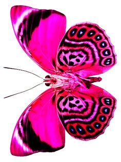 Beautiful pink butterfly Hot Pink Butterfly, Most Beautiful Butterfly, Types Of Butterflies, Beautiful Butterfly Pictures, Beautiful Butterfly Photography, Butterfly Art Painting, Butterfly Species, Pink Nature, Butterfly Images