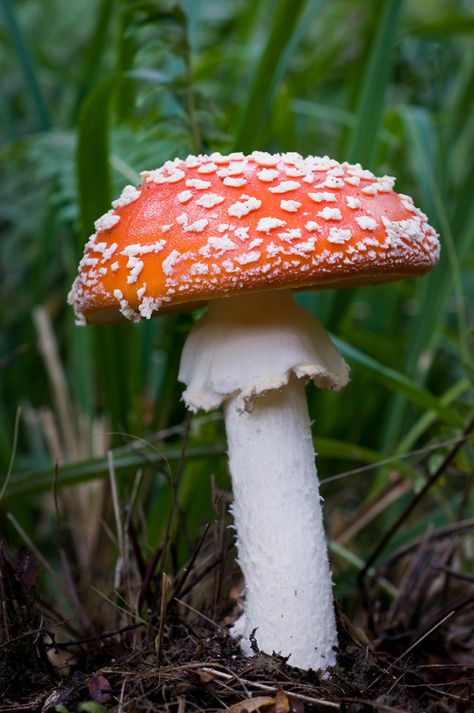 Mushroom Amanita, Fly Agaric Mushroom, Mushroom Plant, Mushroom Pictures, Amanita Muscaria, Fly Agaric, Slime Mould, Mushroom Fungi, Butterfly Pictures