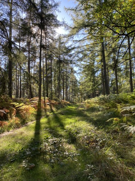 #belgium #forest #tree #sun #sunny Sunny Woods Aesthetic, Sunny Forest Aesthetic, Sunny Core, Sunny Forest, Coastal Cabin, Forest Life, Cedar Forest, Sunny D, Reality Shifting