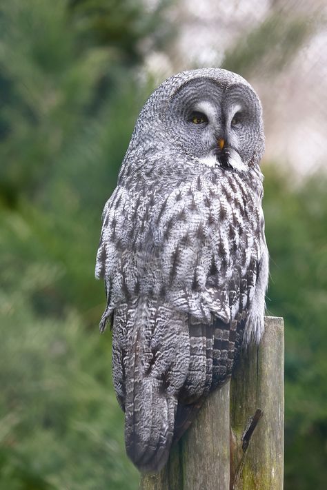 Wise Old Owl, Grey Owl, Great Grey Owl, Gray Owl, Bird Photos, Owl Bird, Wise Owl, Awesome Animals, Bird Perch