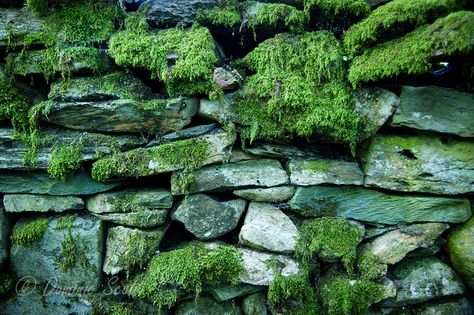 Hearth Aesthetic, Mossy Cobblestone, Chloe Thomas, Background Aquarium, Cumbria England, Cinder Block Walls, Wall Photography, Green Walls, Cinder Block