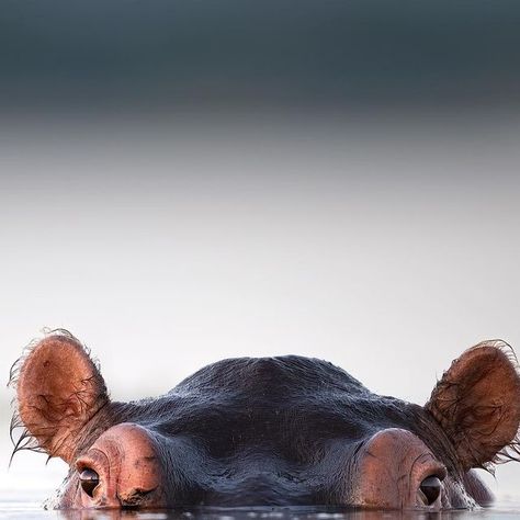 Michele Bavassano on Instagram: "“Hippo” 🦛 Under the last ray of light of the day, an hippo emerges from the blue water of the Zambesi river. The water flows silently, harmonizing with the melodies of birds and distant hippos, creating a symphony of nature along the river. Observing these creatures just meters away, my lens almost touching the water, I captured a moment of profound serenity in the wild. 🌅🦛 It’s a good moment to frame on the wall? Check on @bymichelebavassano 🖼️ - #hippo #m Hippo In Water, Hippo Eating, Ray Of Light, Animal Pics, African Animals, Hippopotamus, In The Wild, Water Flow, Blue Water