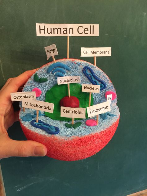 Human Cell Model. Made from a painted foam ball, and clay. Human Cell Model, Cell Diagram Project, Animal Cell Model Project, Plant Cell Project, Cell Model Project, Plant Cell Model, Animal Cell Project, Cell Project, Human Cell