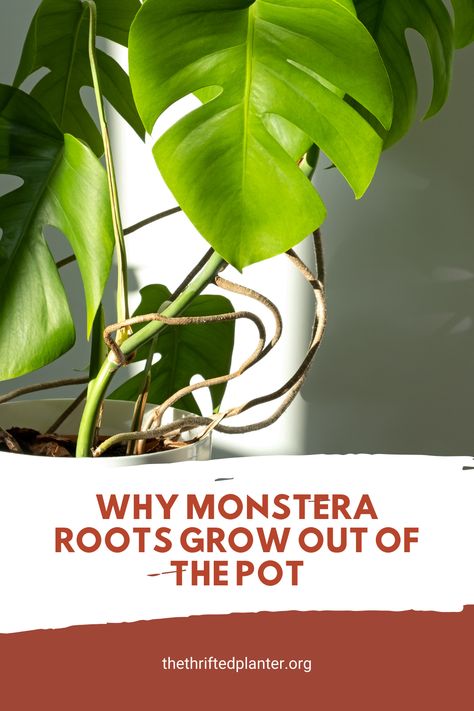 I always wondered what I should do with the aerial roots on my Monstera plant. Monstera Roots, Houseplant Care, Tall Planters, Monstera Plant, Root System, House Plant Care, Monstera Deliciosa, Indoor Gardening, Garden Stuff