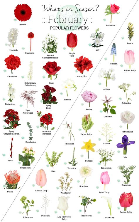 Flowers In Season In February, Flower Season Chart, February Flowers Wedding, Seasonal Flowers By Month, Flowers To Plant In February, Wedding Flowers February, December Flowers In Season, February Wedding Flowers In Season, February Wedding Florals