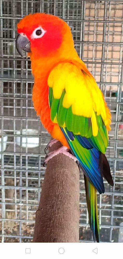 Sun Conure Aesthetic, Sun Conure Bird, Conures Parrots, Sun Conure Parrot, Budgies Parrot, Conure Bird, Budgie Bird, Jungle Decorations, Conure Parrots