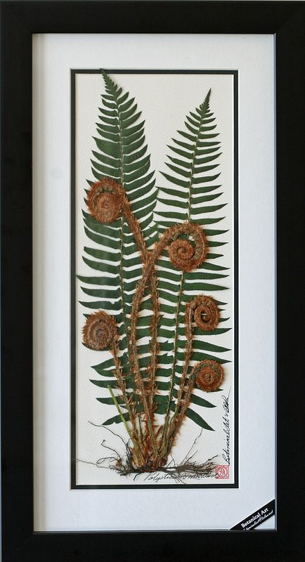 Western Sword Fern with roots Fern Art Diy, Dark Fern Creations, Fern Shadow Box, Framed Pressed Ferns, Fern Scientific Illustration, Pressing Flowers, Pressed Flowers Diy, Mother Earth Art, Dried Flowers Diy