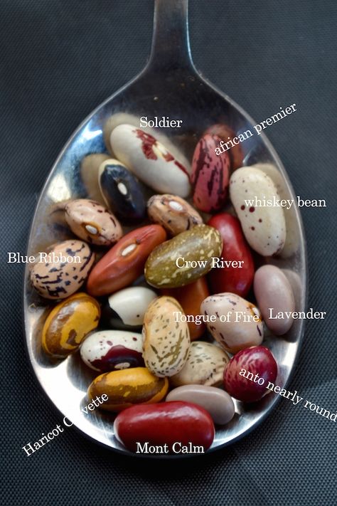 Heirloom Beans, Heirloom Garden, Bean Varieties, Heirloom Tomatoes, Dried Beans, Food Facts, Fruit And Veg, Fruits And Veggies, Lentils