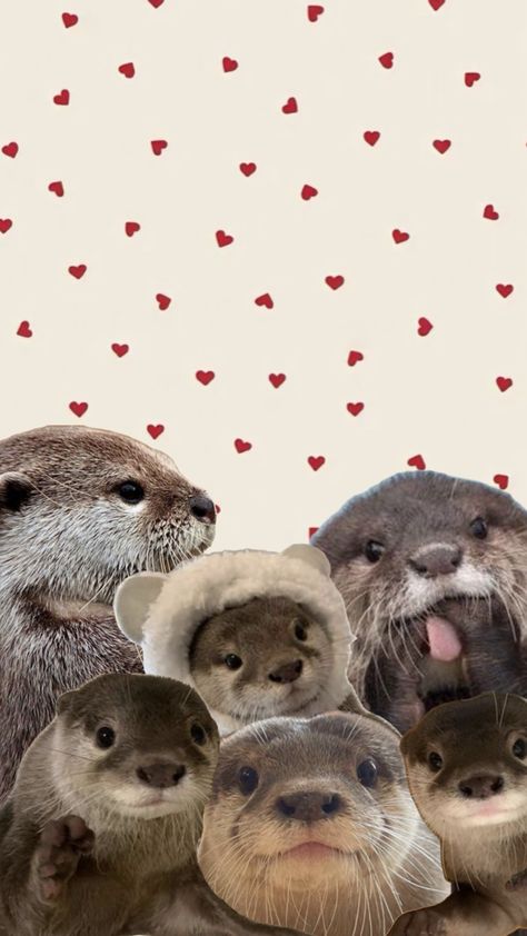 Otter Wallpapers, Otters Cute, Brown Wallpaper, Otters, Spirit Animal, Phone Wallpaper, Iphone Wallpaper, Wallpapers, Animals