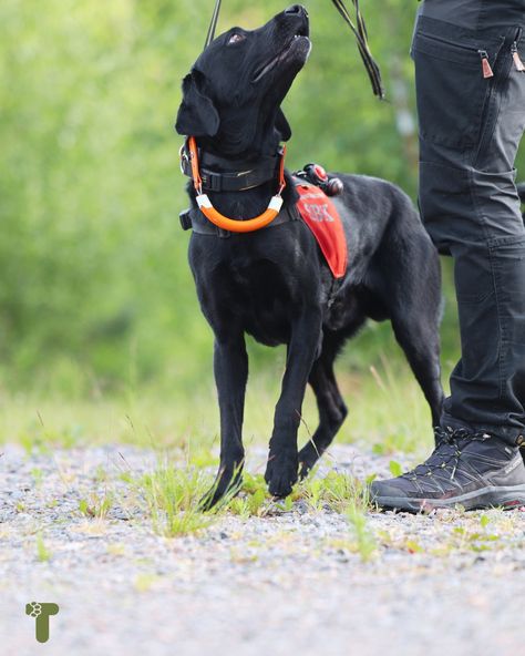 Not all SAR (search and rescue) dogs perform the same type of searches. Some dogs are tracking dogs, while others are air-scent dogs. Tracking (or trailing) dogs work with their noses to the ground, following a trail of human scent. They need a starting point where the person was last seen and/or an article with the person's scent. These dogs can follow trails that are several days old, even distinguishing between different trails and following scent over varied terrain. They can even track ... Search And Rescue Dogs, Military Dogs, Baby Cow, Baby Cows, Rescue Dog, Search And Rescue, Rescue Dogs, An Article