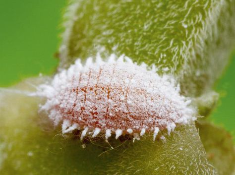 Bacteria found living within other bacteria living within insects Mealy Bugs, Scale Insects, Wild Photography, Plant Pests, Corn Plant, Insecticidal Soap, Plant Nutrients, Symbiotic Relationships, Tropical Climate