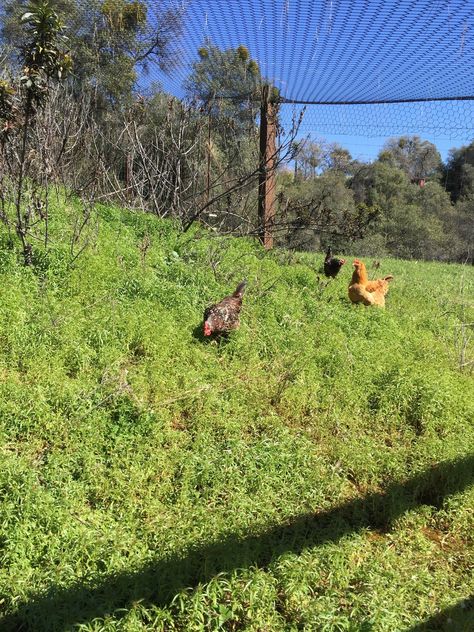 Free Range Chicken Coop, Large Chicken Run, Free Range Chickens Coop, General Chicken, Free Range Chicken, Chicken Keeping, Chicken Run, Free Range Chickens, Keeping Chickens