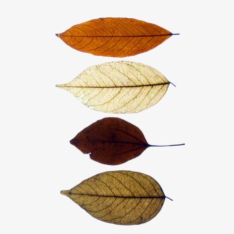 Dried Leaves Art, Dry Leaf Art, Leaf Png, Storyboard Ideas, Dry Leaves, Paper Background Design, Watercolor Paintings For Beginners, Faux Tree, Dry Plants