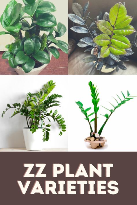 Zz Plant Care, Zz Plants, Plant Types, Lucky Bamboo Plants, Lucky Plant, Plant Varieties, Zz Plant, Low Light Plants, Bamboo Plants