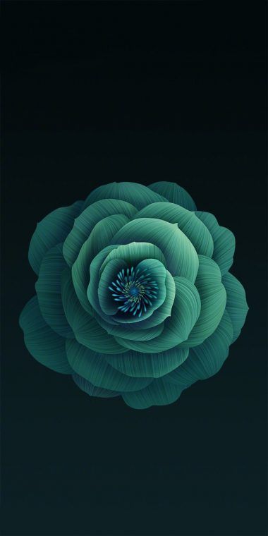 Xiaomi MI 6X Stock Wallpaper 3 - [1080x2160] Mi Wallpaper, Succulents Wallpaper, Xiaomi Wallpapers, Samsung Wallpaper, Green Flower, Dark Background, Screen Wallpaper, Flower Wallpaper, Mobile Wallpaper