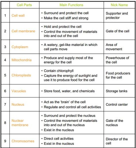 Cell City Worksheet Answers Cell Organelles Worksheet, Worksheet Cell Analogy Project Ideas, Animal Cell Functions, Cell City Project, Animal Cell Parts, Cell Parts And Functions, Cell Analogy, Animal Cell Organelles, Cells Biology, Cell City