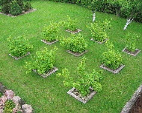 Orchard Backyard Orchard Layout, Orchard Layout, Backyard Orchard, Fruit Tree Garden, Orchard Design, Orchard Garden, Patio Layout, Garden Design Layout, Patio Garden Design