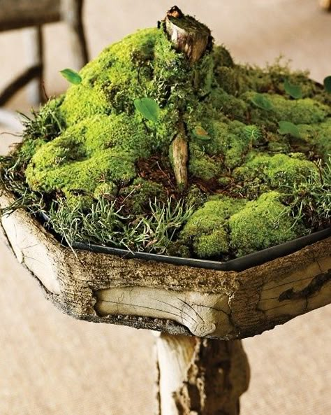 Moss Growing, Growing Moss, Mini Gardens, Moss Terrarium, Moss Garden, Miniature Gardens, Garden Terrarium, Indoor Gardens, Terraria