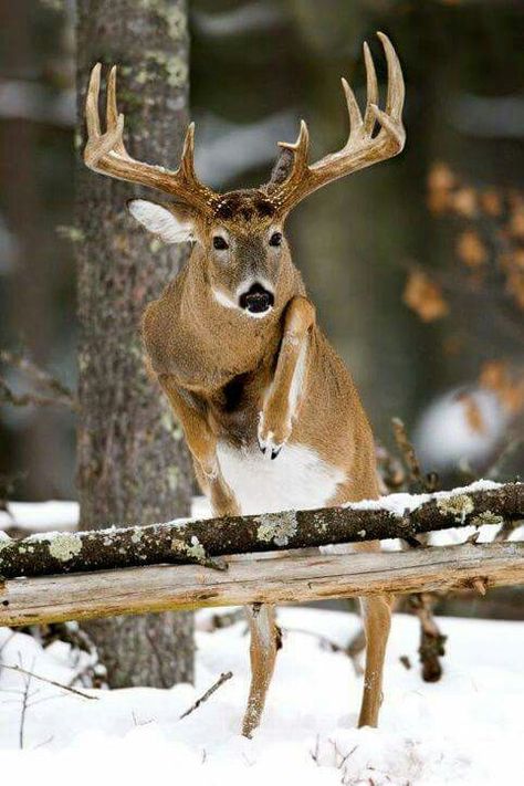 Deer Deer Jumping, Whitetail Deer Pictures, Big Deer, Deer Photos, Deer Pictures, Nosara, Whitetail Bucks, Deer Family, Mule Deer