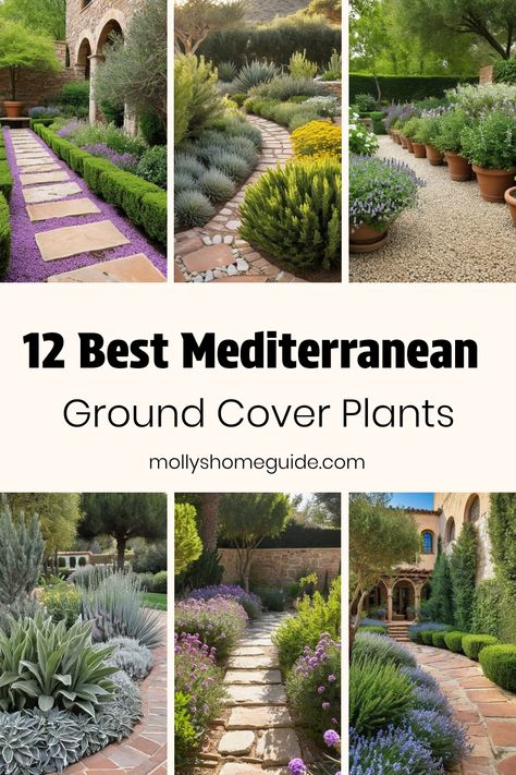 Mediterranean Flower Beds, Florida Mediterranean Landscaping, Mediterranean Garden Plants, Coastal Ground Cover, Ground Cover Plants For Sun Drought Tolerant, Flowering Thyme Ground Cover, Drought Tolerant Ground Cover California, Mediterranean Climate Landscape, Garden Provence