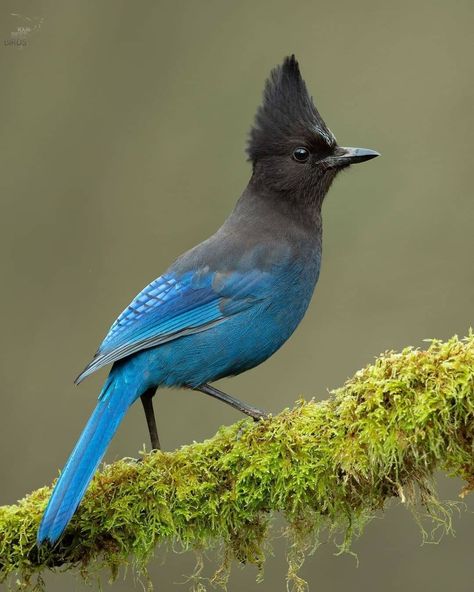 Stellars Jay, Stellar Jay, Bird Identification, Temperate Rainforest, Jackdaw, Paint And Sip, Bugs And Insects, Bird Drawings, Blue Jay