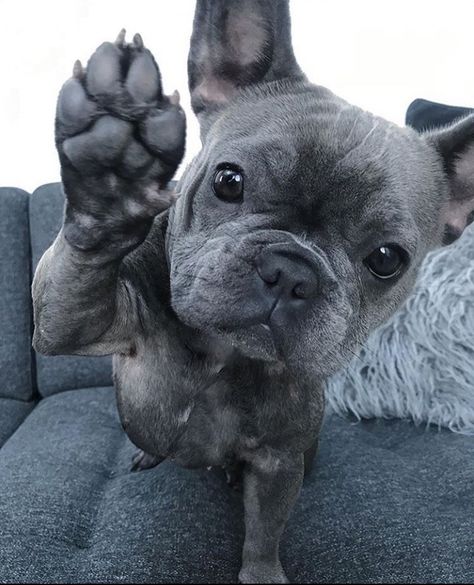 Grey French Bulldog, Baby French Bulldog, French Bulldog Breed, French Bulldog Funny, Bulldog Francese, Really Cute Puppies, Frenchie Bulldog, English Bulldog Puppies, Frenchie Puppy