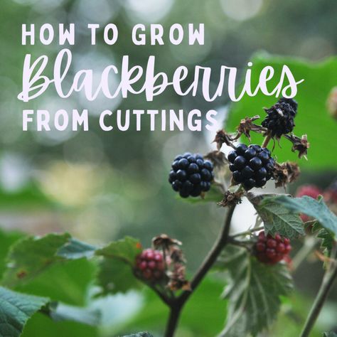 Blackberry Plants: How to Grow and Propagate. Blackberries are delicious and very healthy for you. Learn how to grow, prune, and propagate your own plants. How To Propagate Blackberries, Propagate Blackberries, Pruning Blackberries, How To Grow Blackberries, Grow Blackberries, Blackberry Trellis, Blackberry Plant, Selling Plants, Backyard Orchard