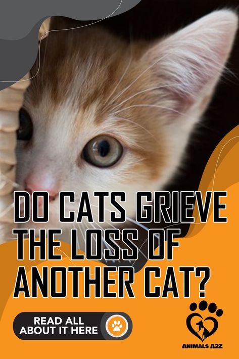 Cats often have been stereotyped as aloof or standoffish, but in truth, cats are some of the most sensitive animals out there.  Cat owners know t... Rip Cat, My Cat Died, Miss My Cat, Pet Loss Cat, Loss Of Cat, I Miss My Cat, Dealing With Loss, Cat Loss, Cat Shedding