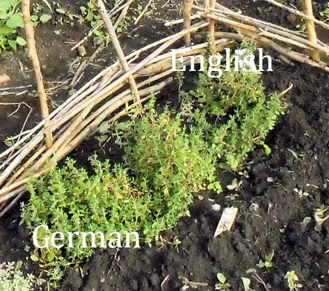 Backyard Patch Herbal Blog: Herb of the Week - Thyme, English, German and French English Thyme, Thyme Uses, Thyme Plant, Culinary Lavender, English German, Aromatic Oils, Herbs De Provence, Fennel Seeds, Community Gardening