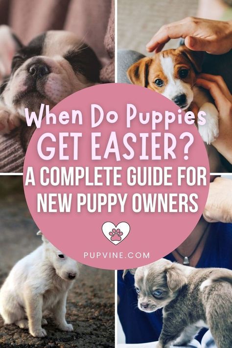 Puppy Blues, Puppy Schedule, Pit Puppies, First Puppy, Puppy Development, Puppy Training Schedule, New Puppy Checklist, Puppy Stages, Puppy 101