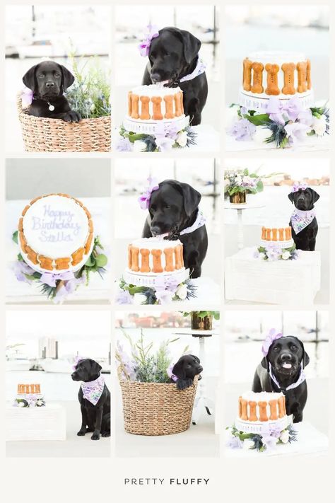 Dog Cake Smash: 7 Tips for the Perfect Photo | Pretty Fluffy: The Ultimate Lifestyle Destination for Dog Lovers Dog Cake Smash, Dog Smash Cake First Birthdays, Puppy Smash Cake, Dogs Birthday Photoshoot Ideas, Puppy Theme Smash Cake, Dog Cake Smash Pet Photography, Dog Friendly Cake, Dog Birthday Cake, Dog Bakery